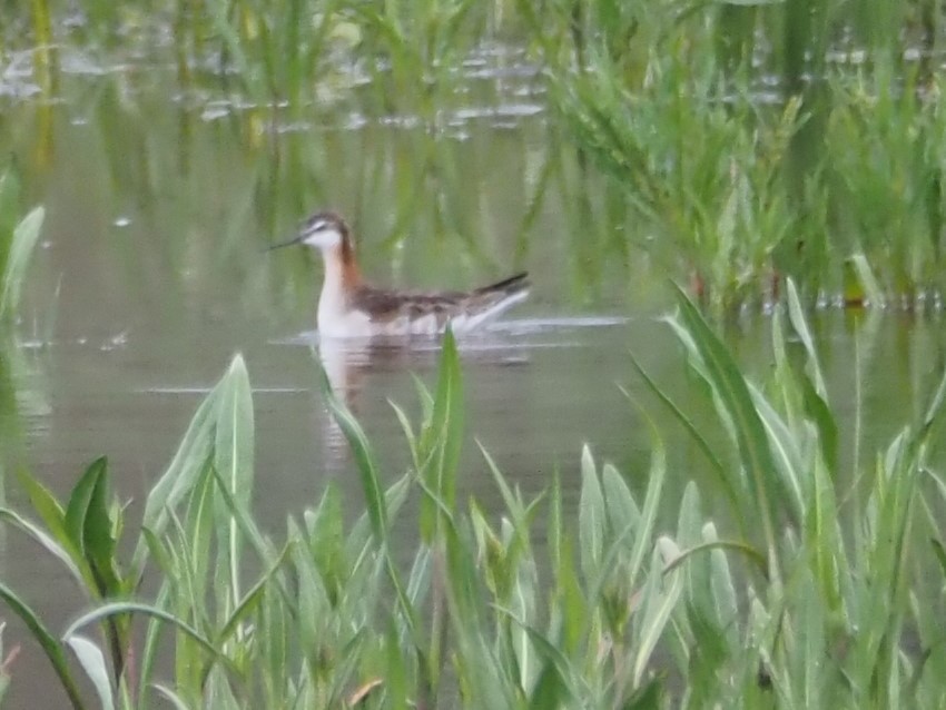 hvithalesvømmesnipe - ML458327571