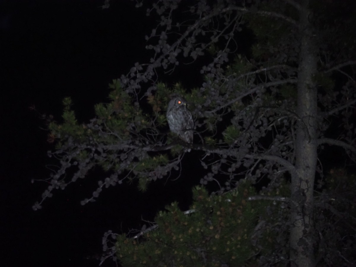 Great Horned Owl - ML458327811