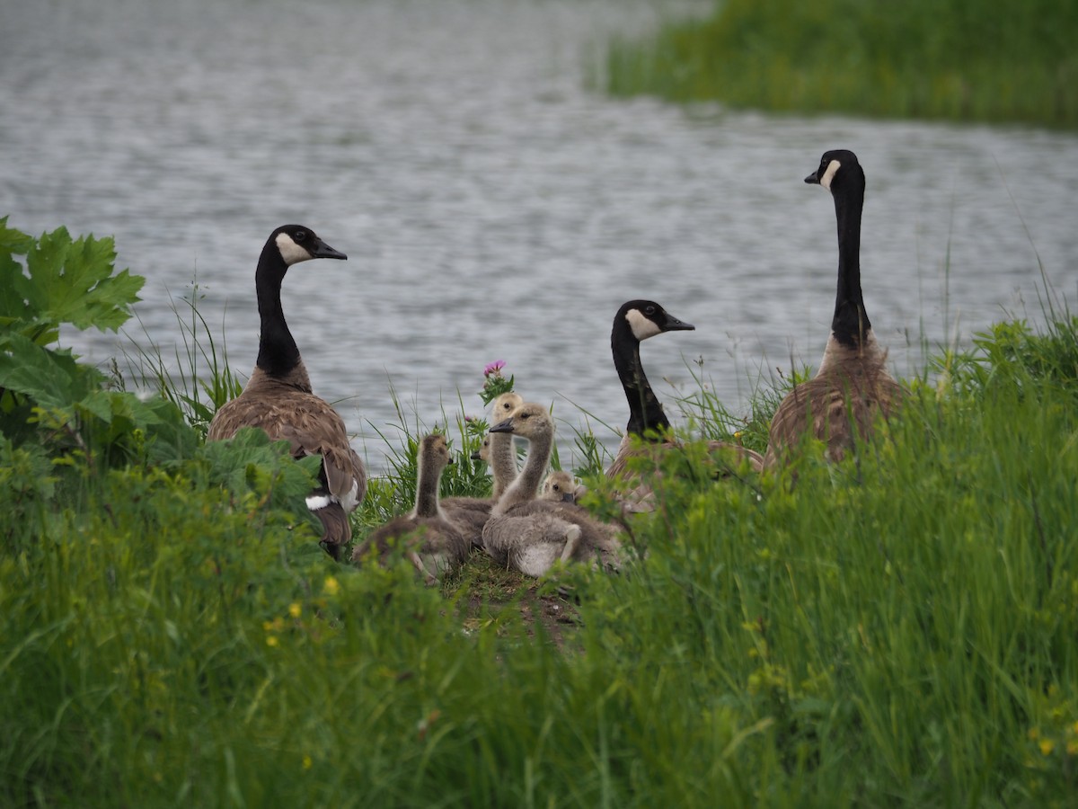 Canada Goose - Kelly Siderio