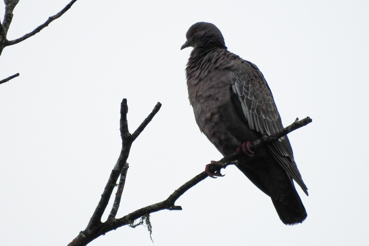 Picazuro Pigeon - ML458328781