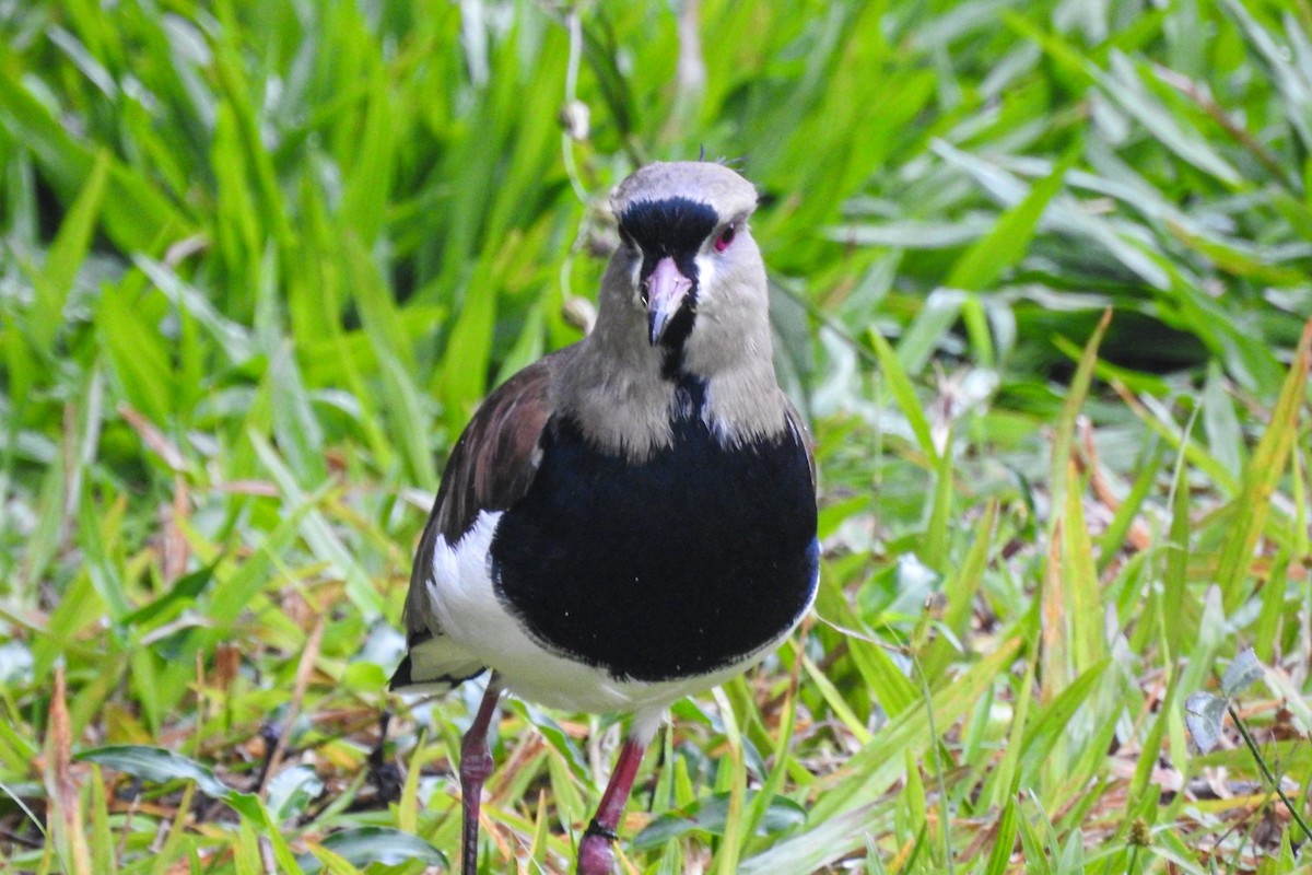 Southern Lapwing - ML458328861