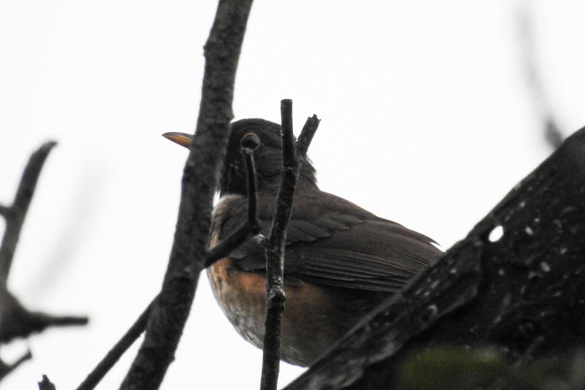 White-necked Thrush - ML458328951