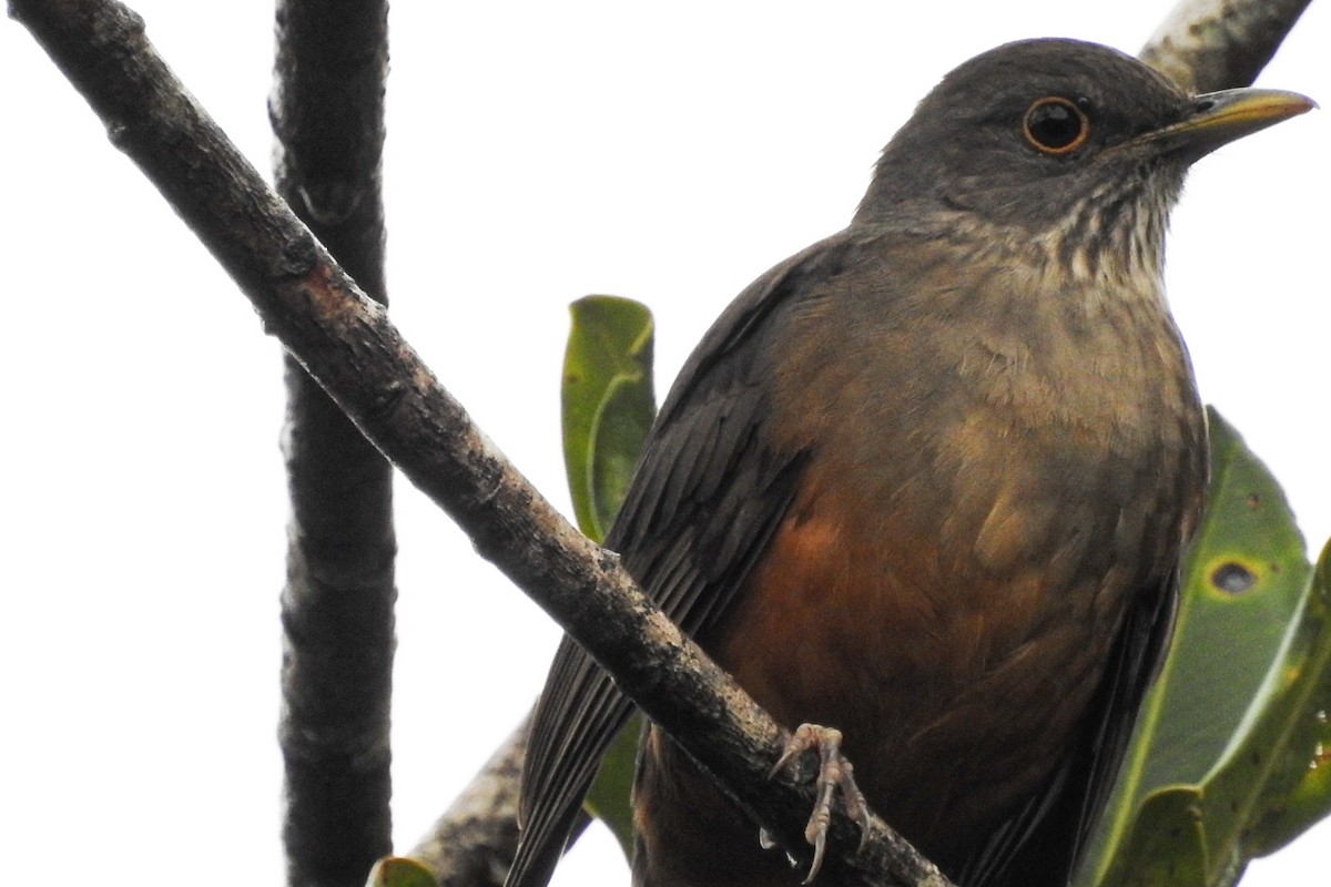 Rufous-bellied Thrush - ML458329071