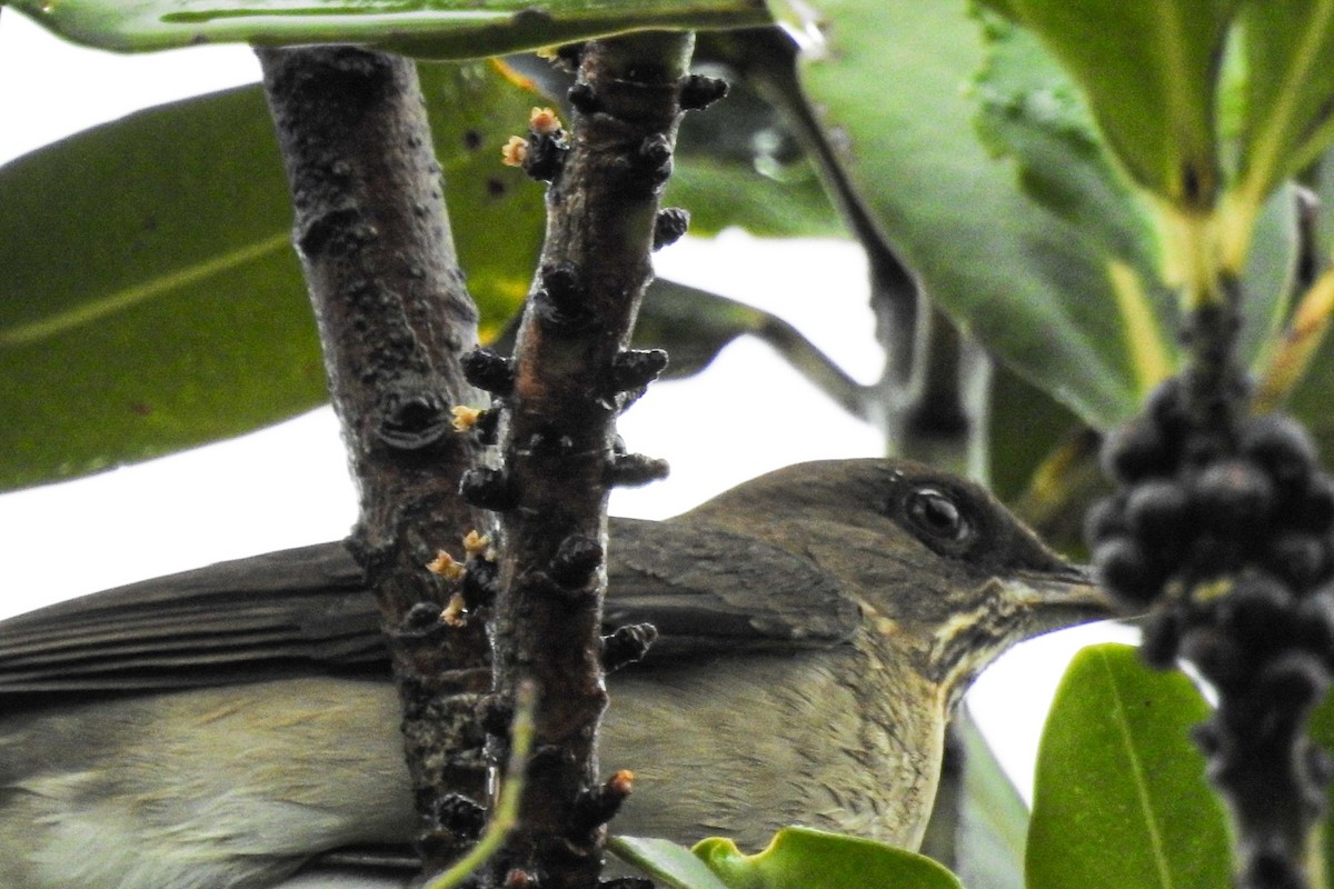 Creamy-bellied Thrush - ML458329271