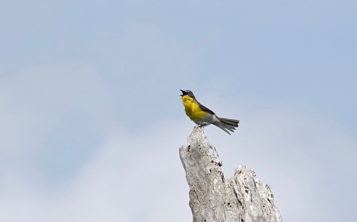 Yellow-breasted Chat - ML458329851