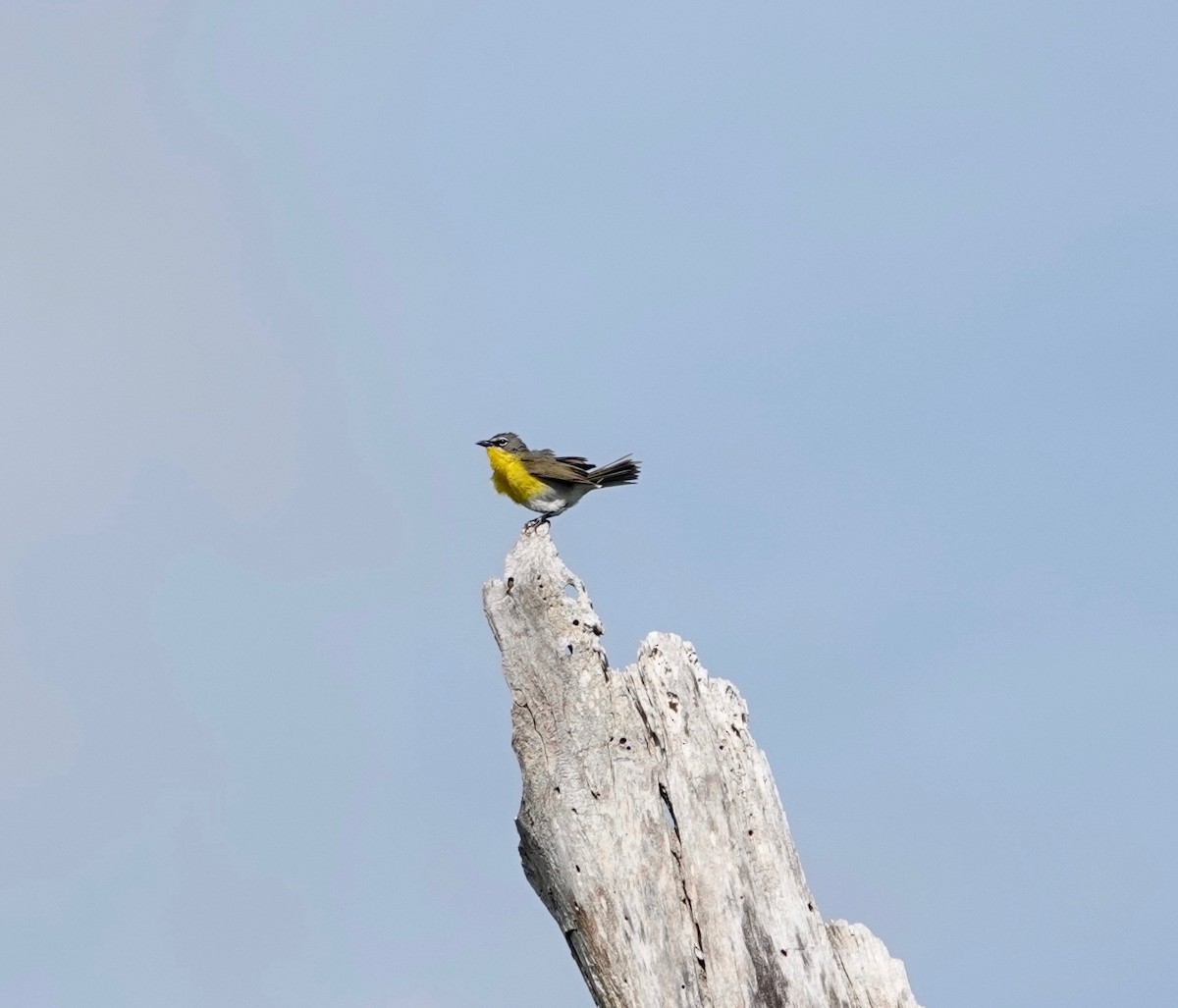 Yellow-breasted Chat - ML458329901