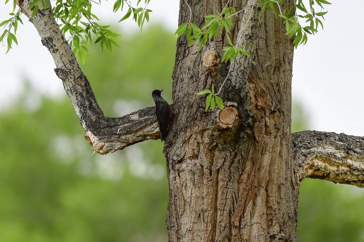 Lewis's Woodpecker - ML458330961