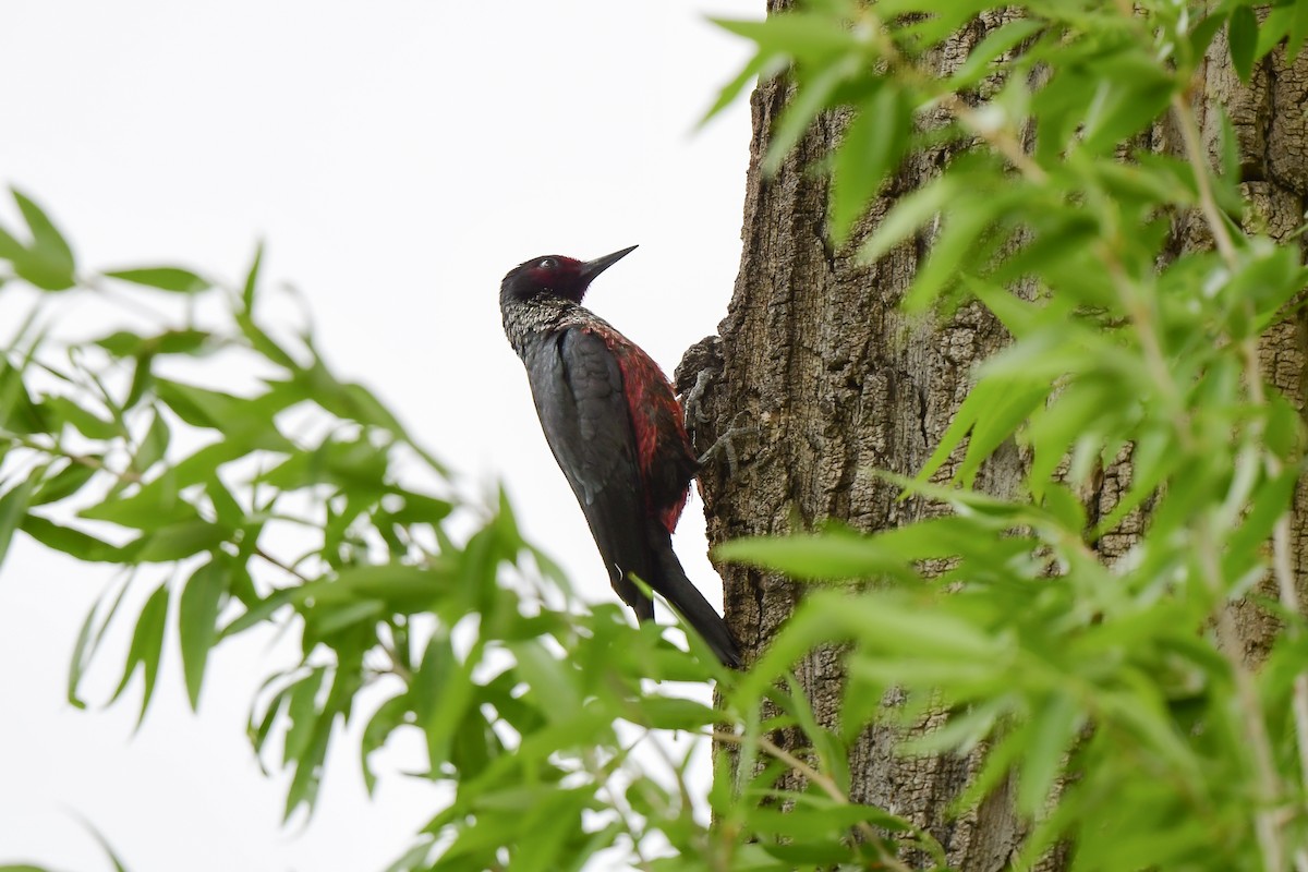 Lewis's Woodpecker - John Kuenzli