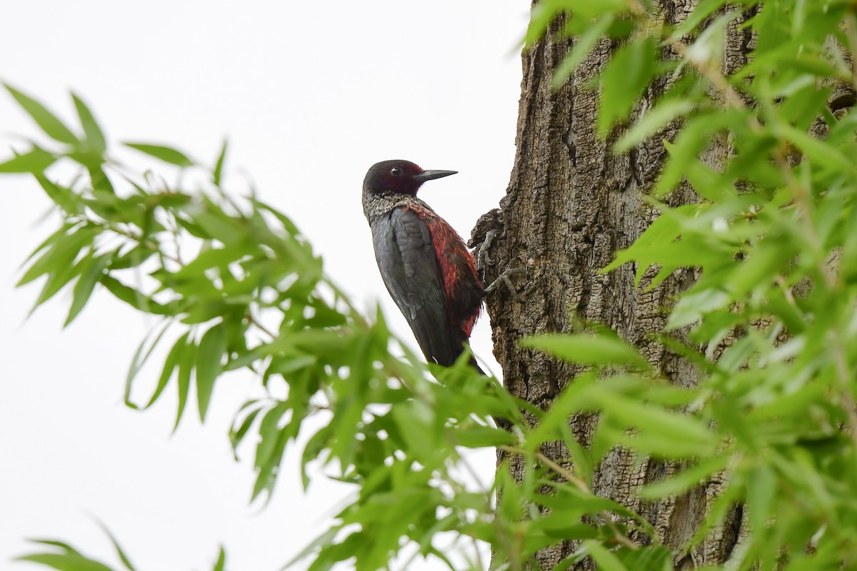 Lewis's Woodpecker - ML458331051