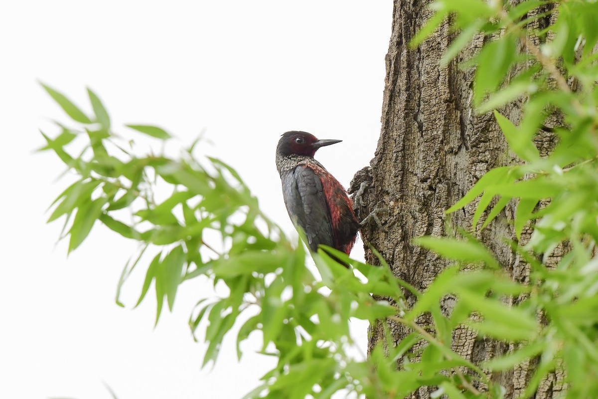 Lewis's Woodpecker - ML458331061