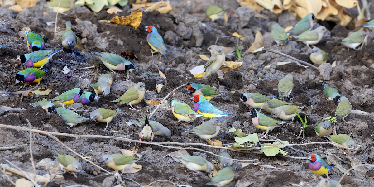 Gouldian Finch - ML458331331