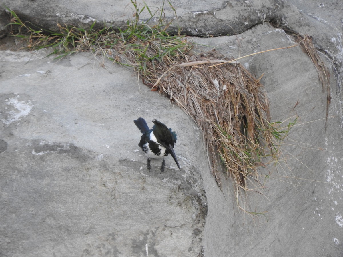 Amazon Kingfisher - ML45833291