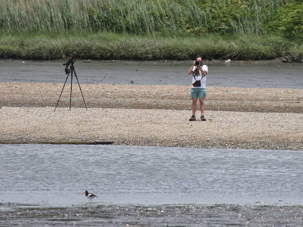 American Oystercatcher - ML458333211