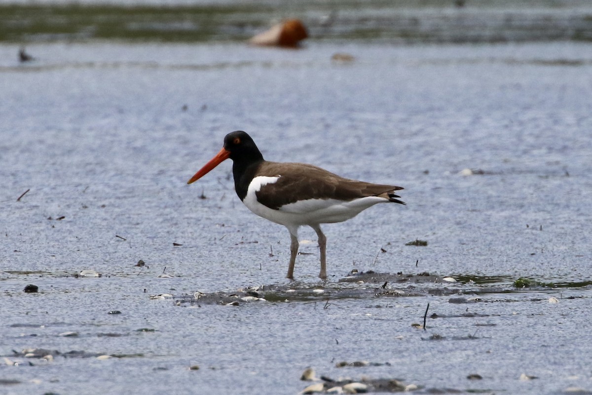 American Oystercatcher - ML458333221