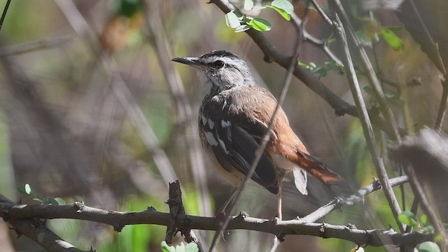 Red-backed Scrub-Robin - ML458333351