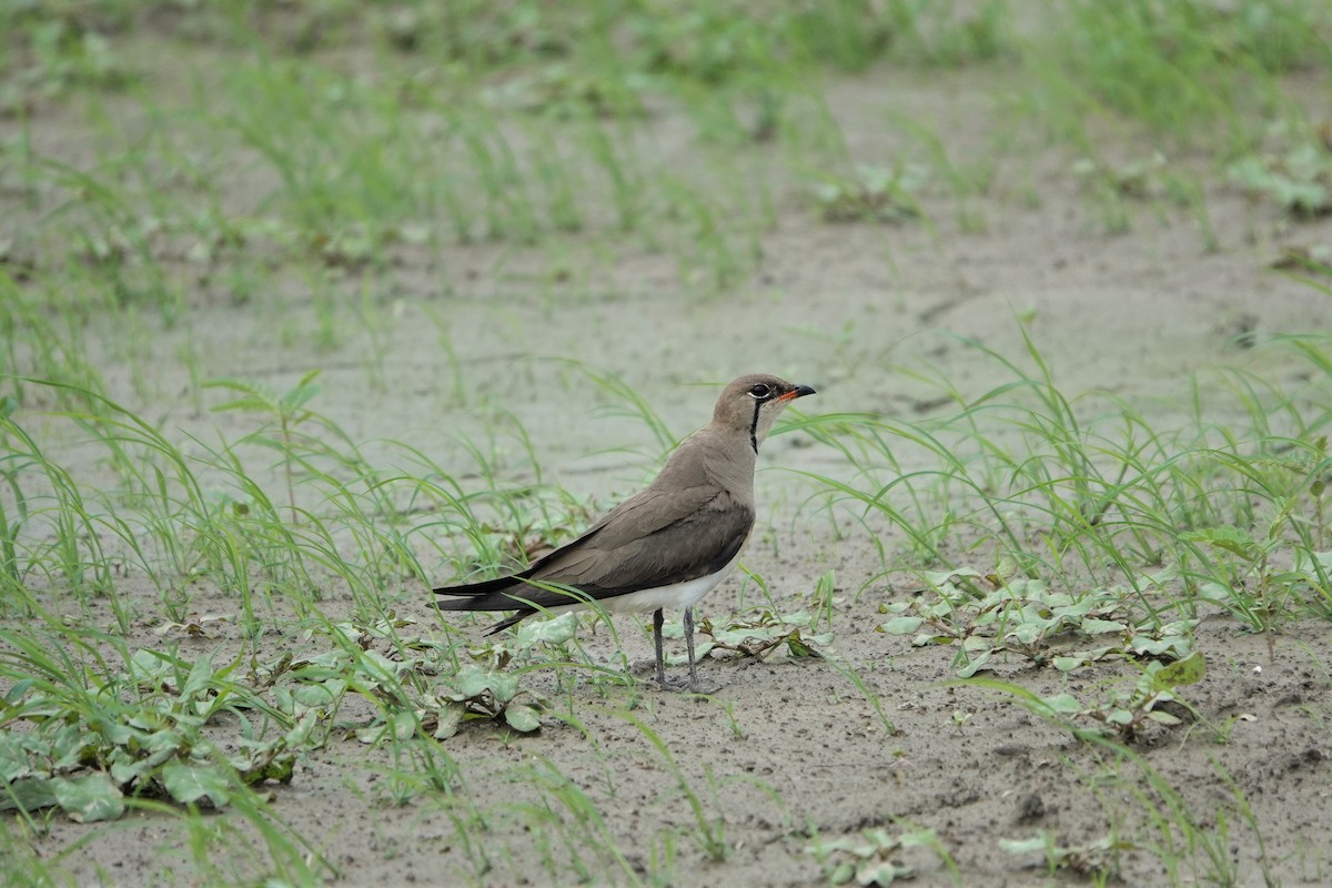 Oriental Pratincole - ML458334501