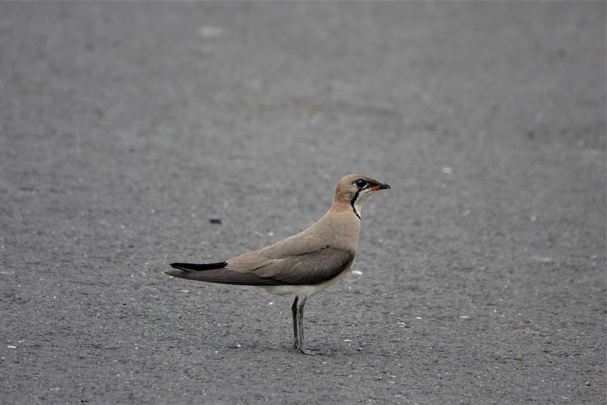 Oriental Pratincole - 志民 蘇