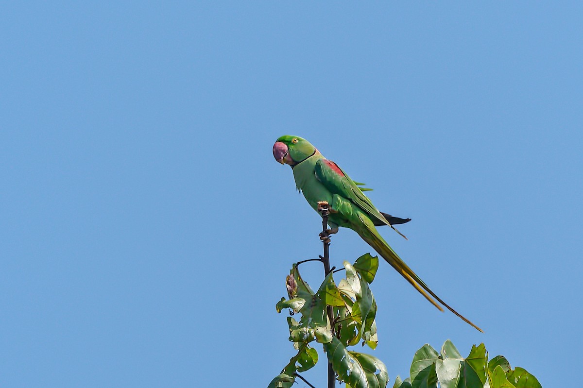 Alexandrine Parakeet - ML458337581