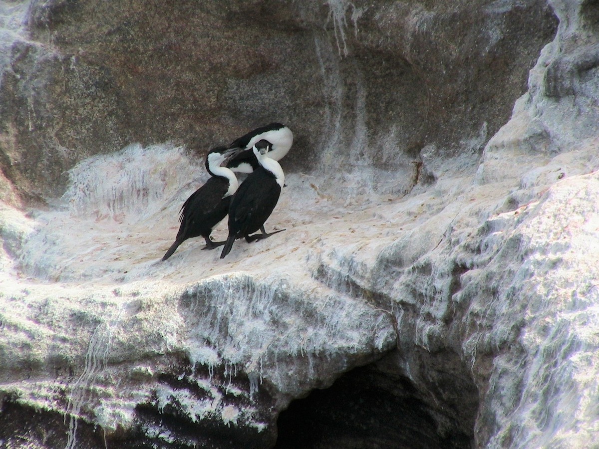 Black-faced Cormorant - ML458337591