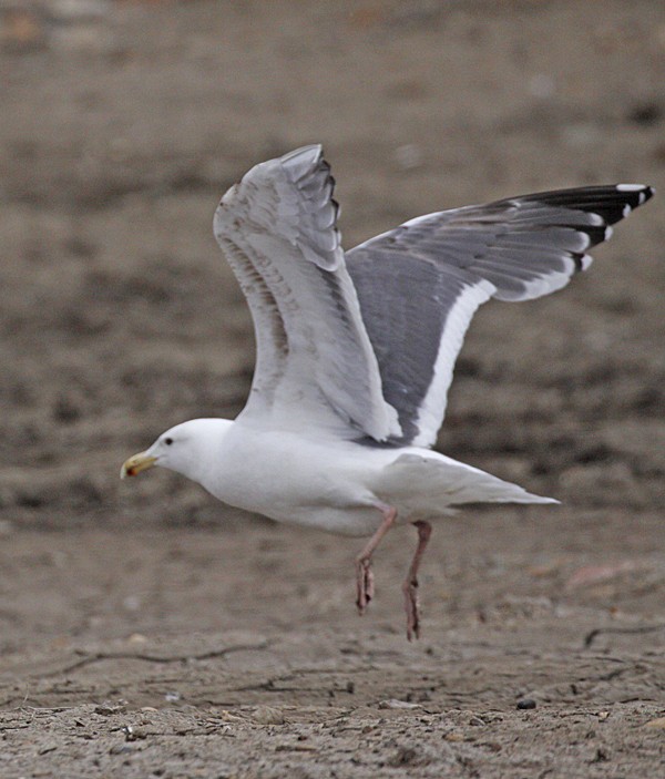 Slaty-backed Gull - Bruce M. Di Labio