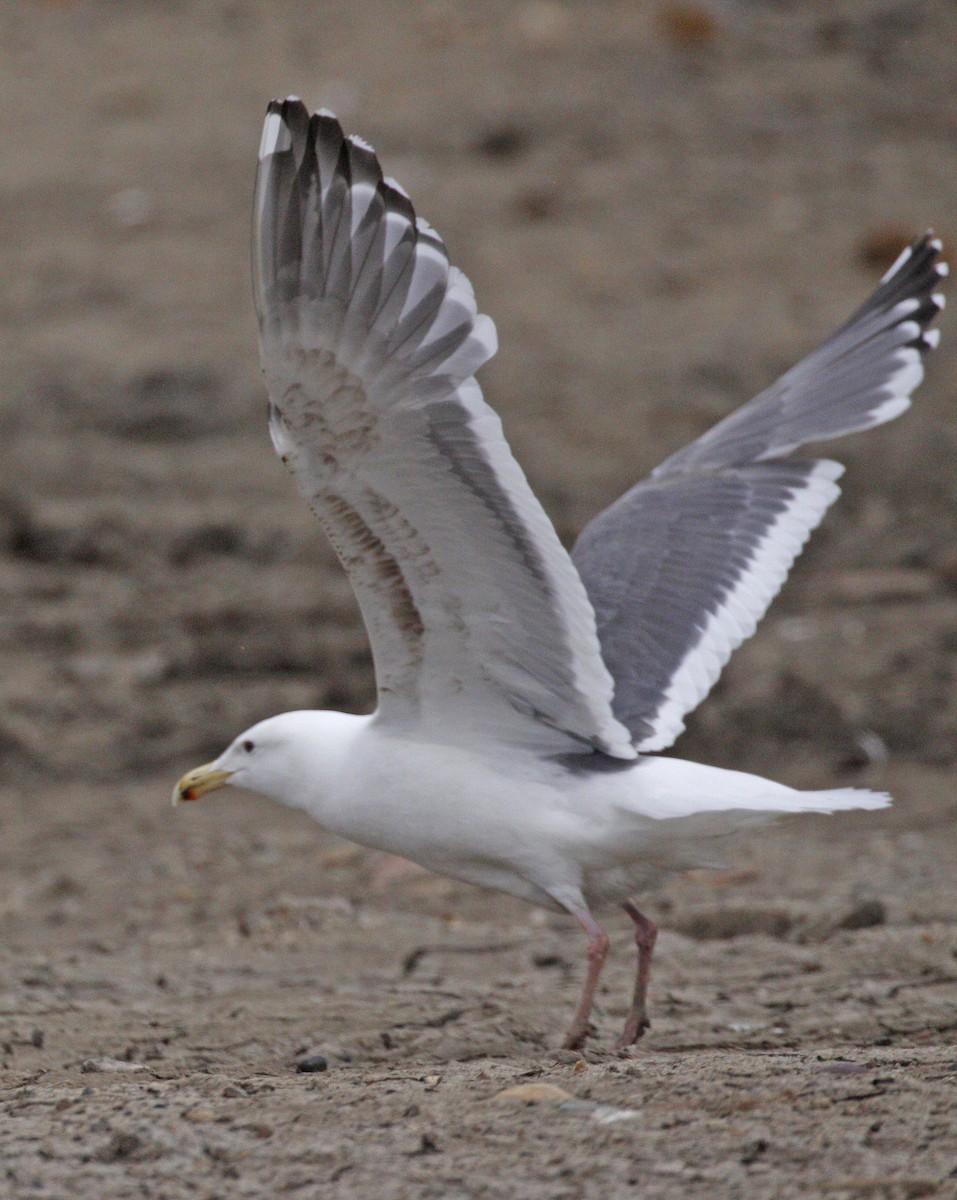 Slaty-backed Gull - Bruce M. Di Labio