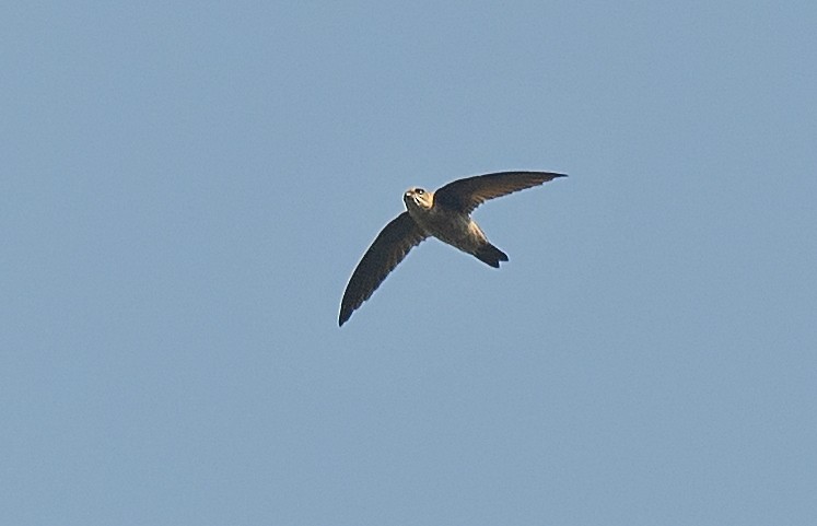 Plume-toed Swiftlet - ML458339961