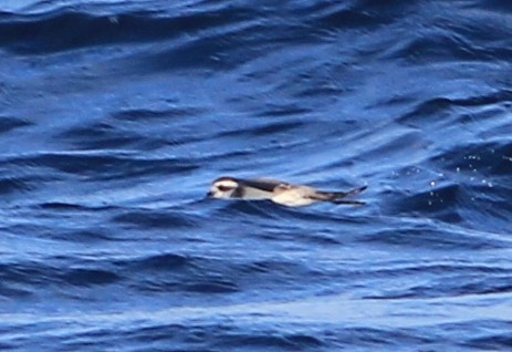 White-faced Storm-Petrel - ML458340301