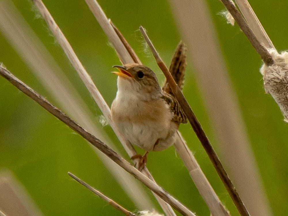 Sedge Wren - ML458343251