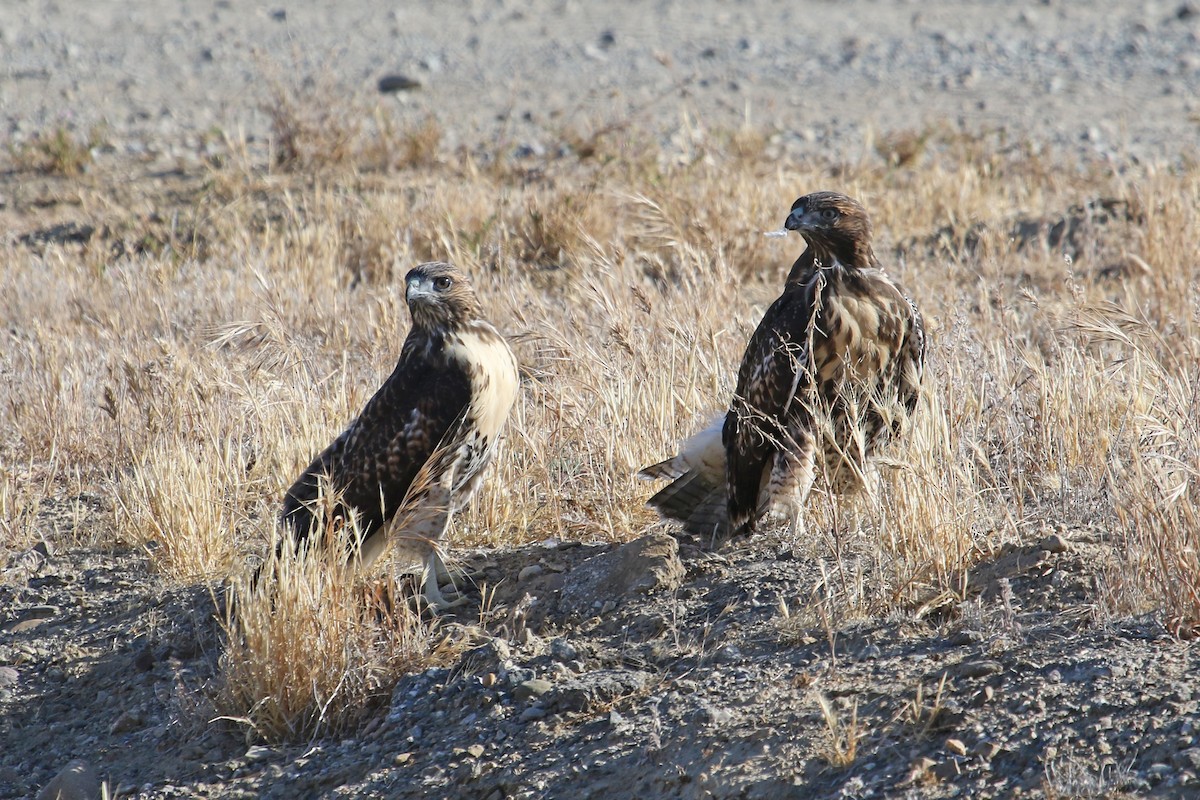 Red-tailed Hawk - ML458343521