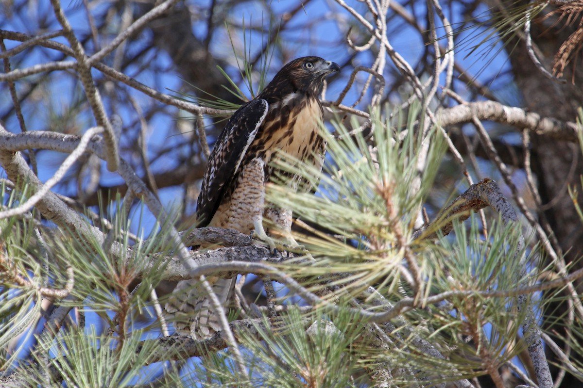 Red-tailed Hawk - ML458343531