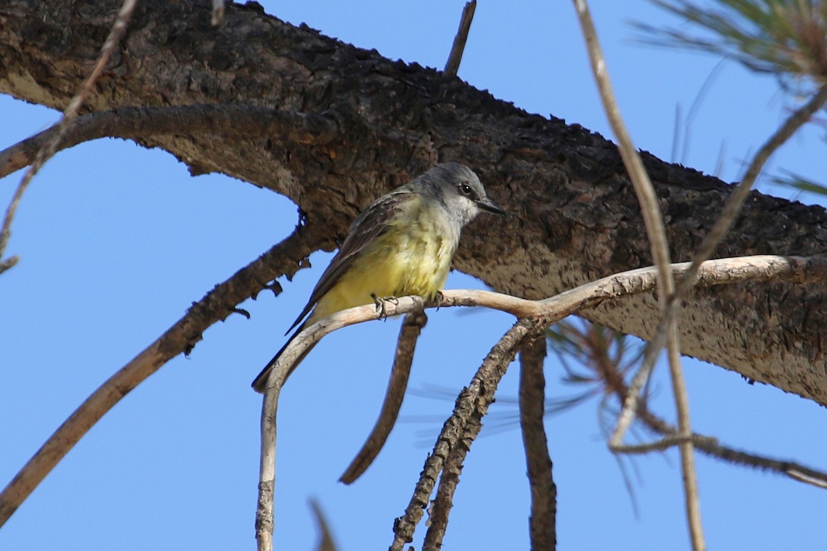 Cassin's Kingbird - ML458343651