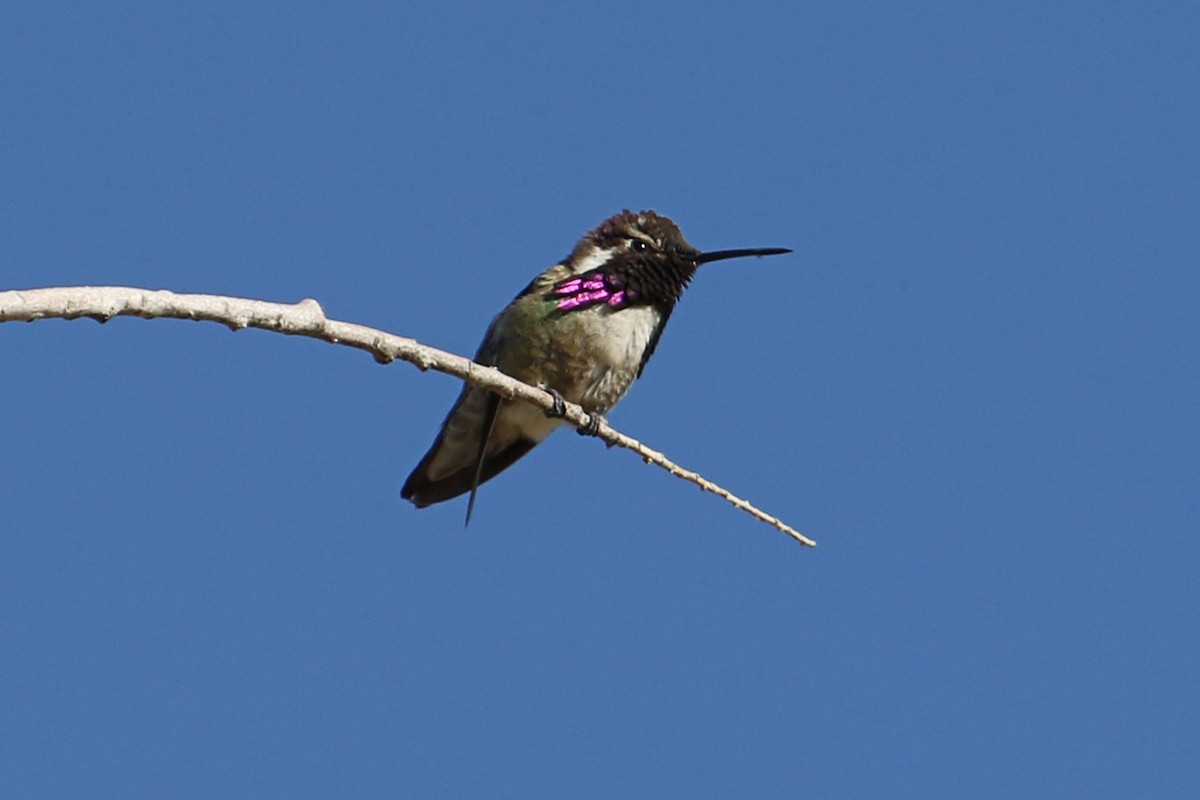 Costa's Hummingbird - ML458343741