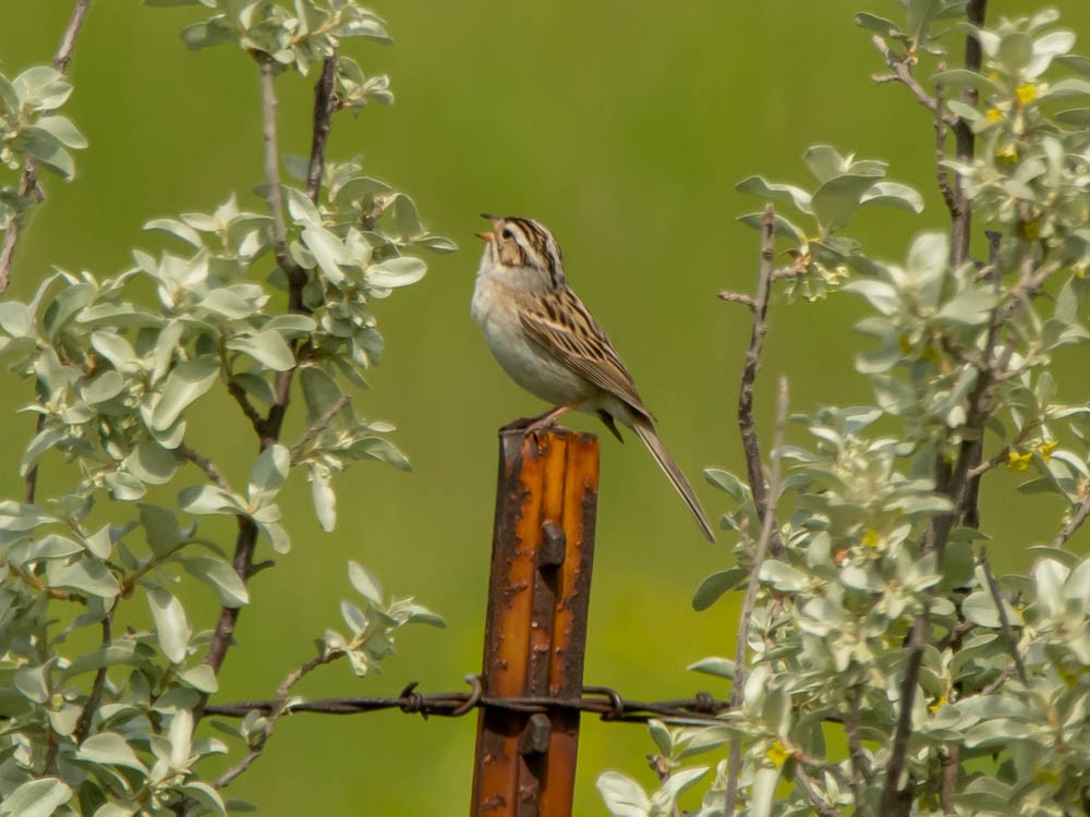 Clay-colored Sparrow - ML458343821
