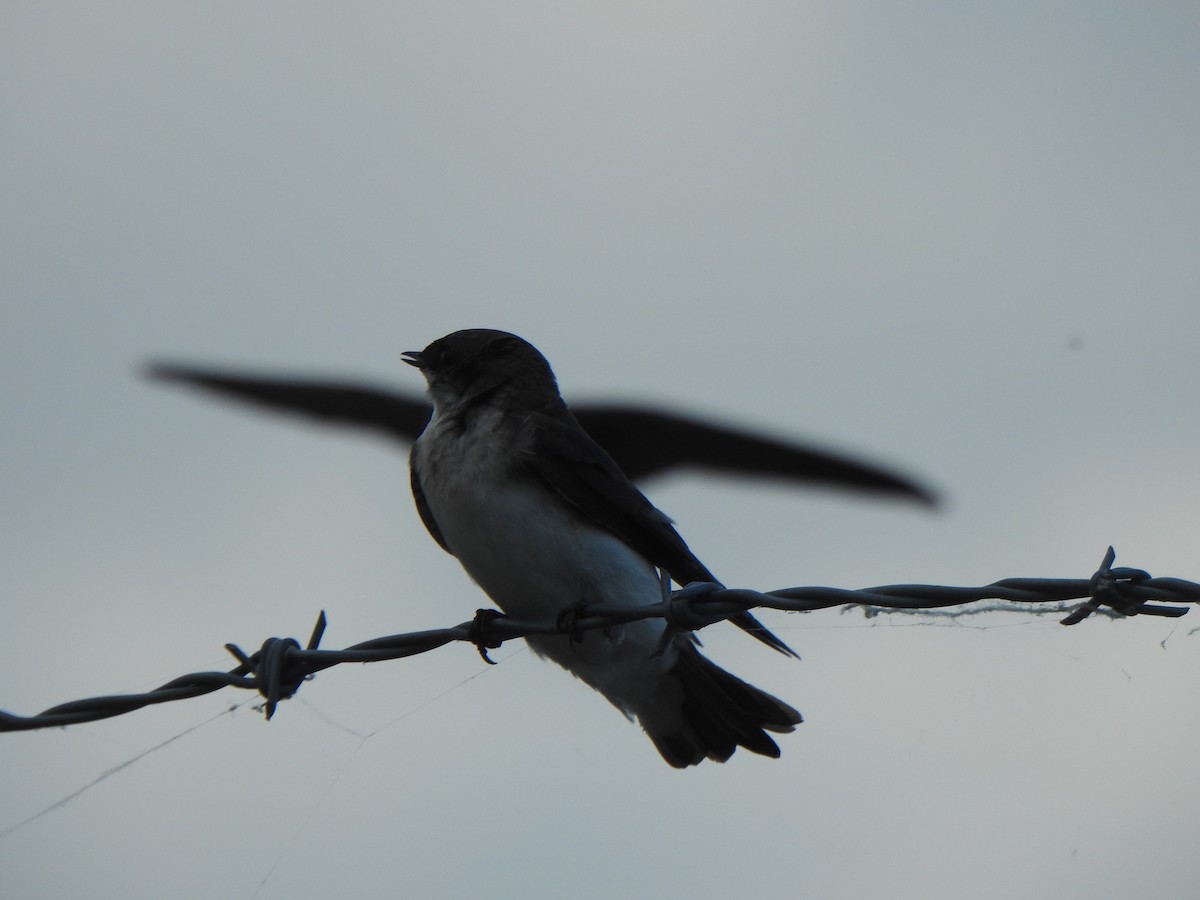 Northern Rough-winged Swallow - Liren Varghese
