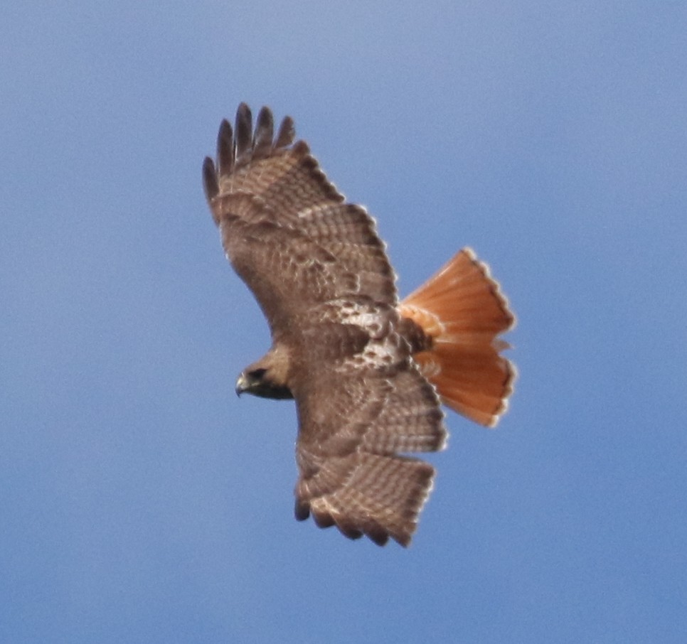 Red-tailed Hawk - ML458344231