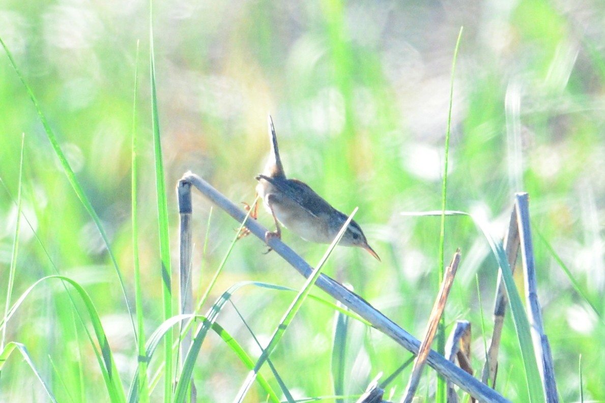 Marsh Wren - Eileen Gibney