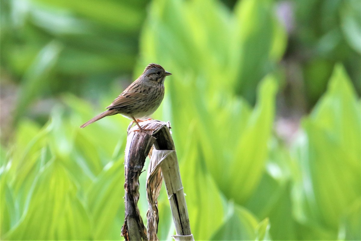 Lincoln's Sparrow - ML458346641