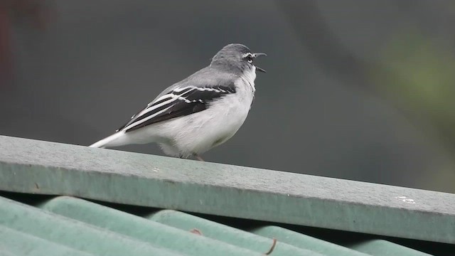 Mountain Wagtail - ML458346651