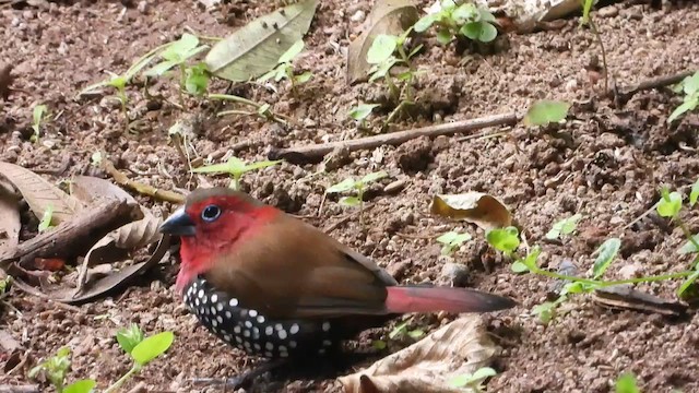 Red-throated Twinspot - ML458347001