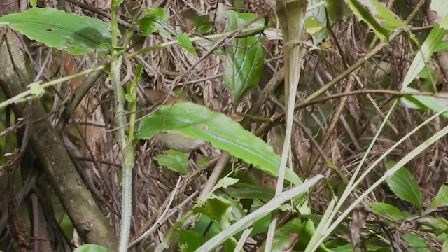 Terrestrial Brownbul - ML458347181