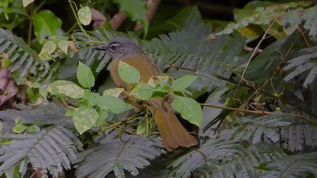 Bulbul montagnard - ML458347201