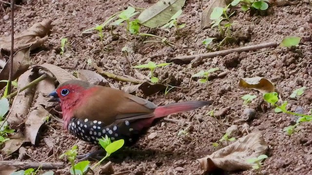 Red-throated Twinspot - ML458347921
