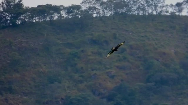 Águila Crestilarga - ML458347941