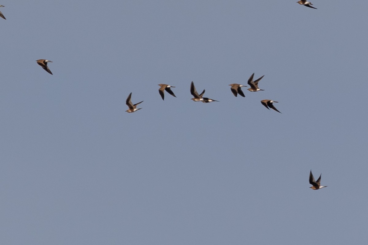 Australian Pratincole - ML458350381