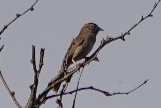 Rufous-crowned Sparrow - Graham Ray