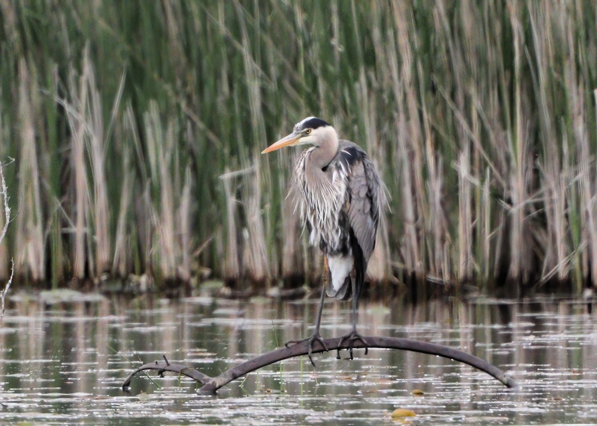 Great Blue Heron - ML458356371