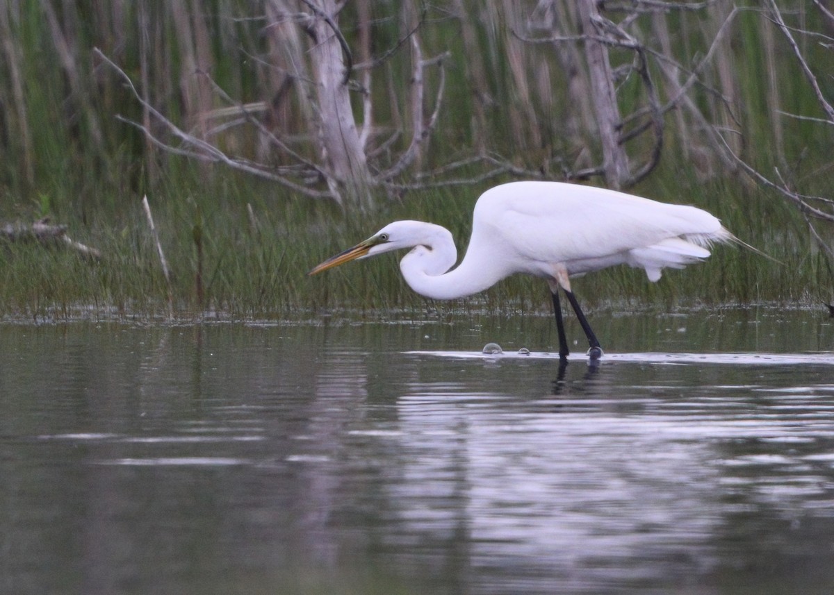 Great Egret - ML458356571