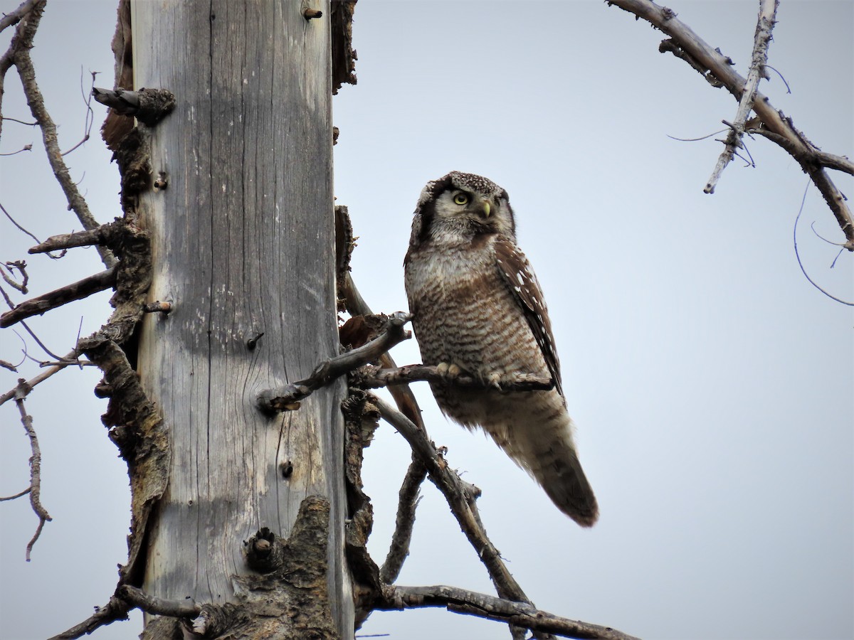 Northern Hawk Owl - ML458356801