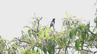  - Abbott's Starling