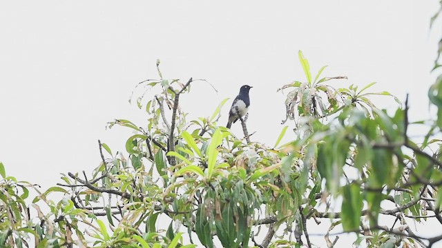 Abbott's Starling - ML458356821